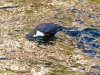 White-throated Dipper