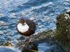 White-throated Dipper