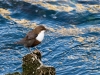 White-throated Dipper.