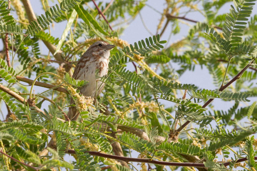 Song Sparrow