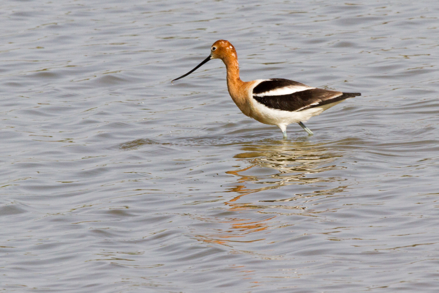 American Avocet