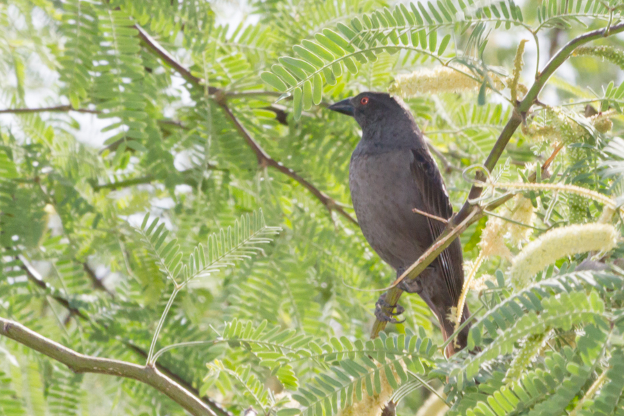 Bronzed Cowbird