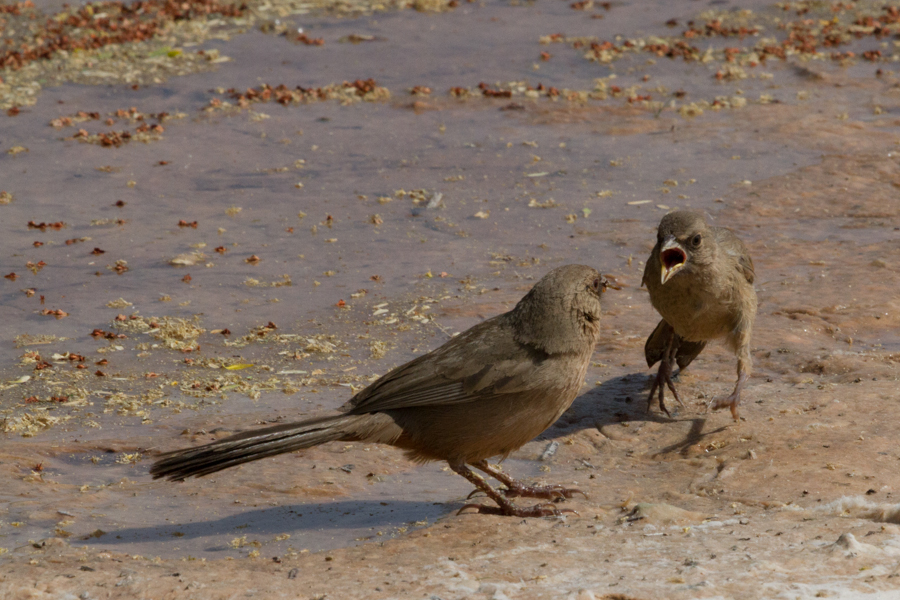 Abert\'s Towhee