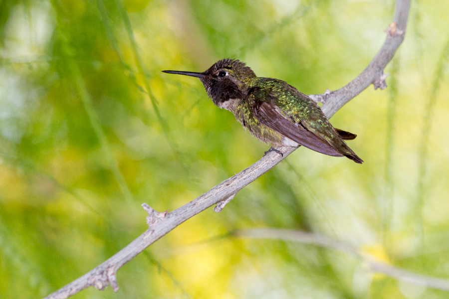 Anna\'s Hummingbird