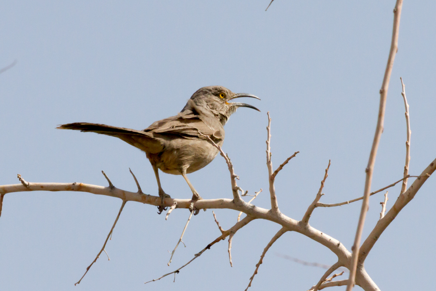 Curve-billed Thrasher