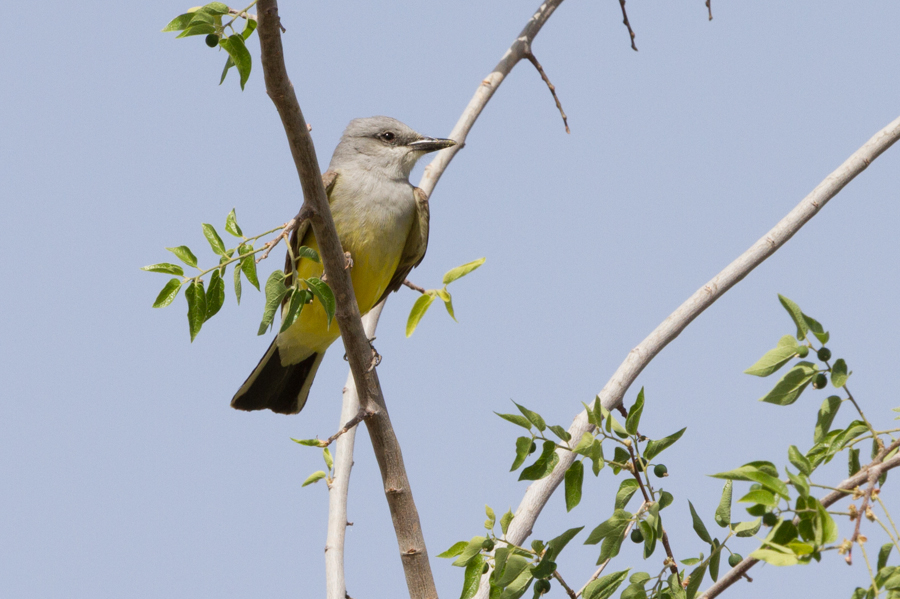 Western Kingbird