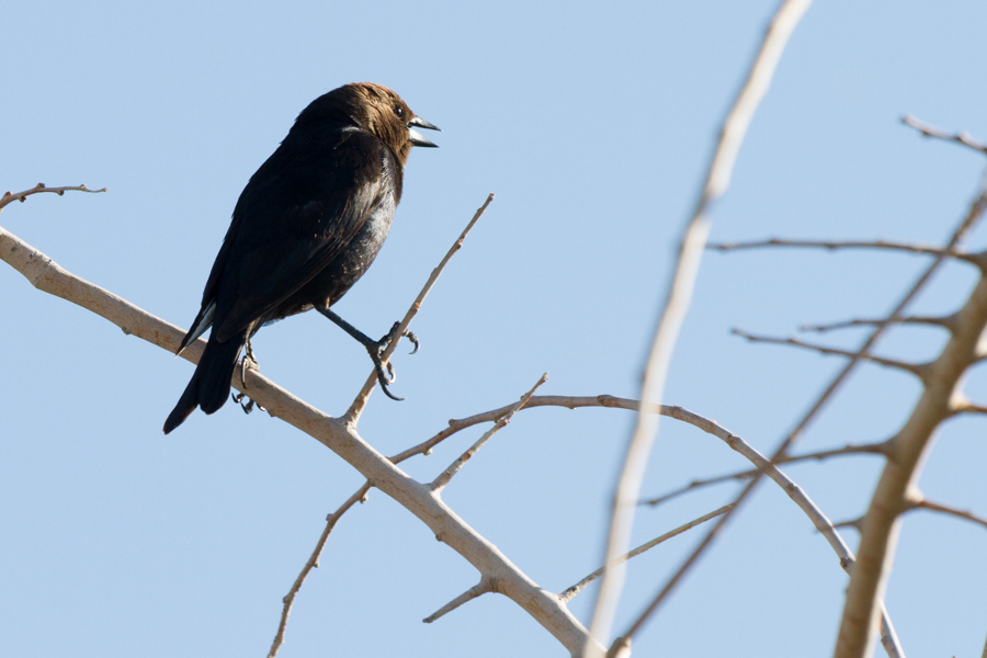 Brown-headed Cowbird