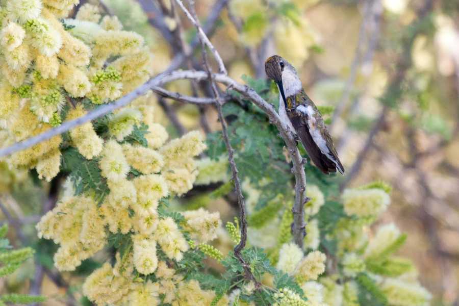 Black-chinned Hummingbird