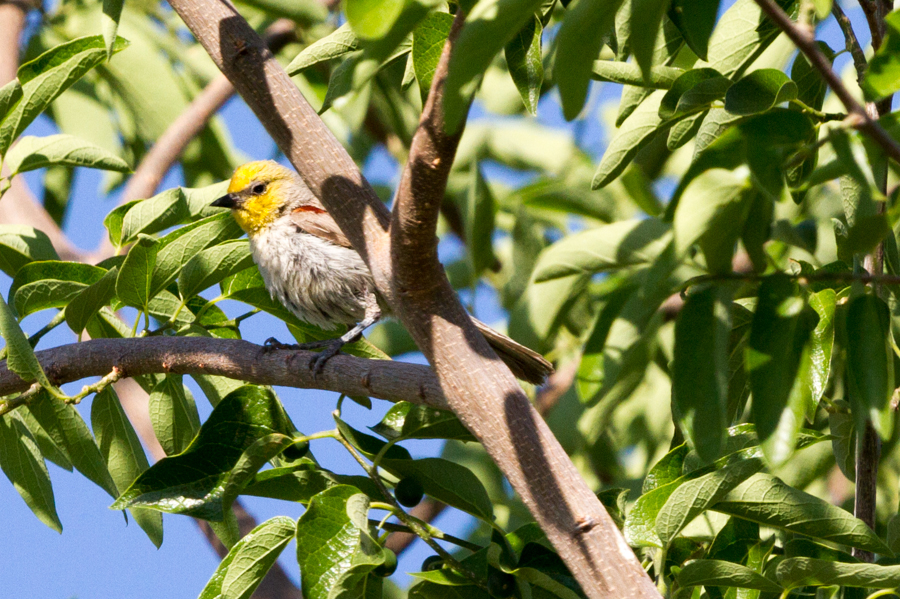 Verdin