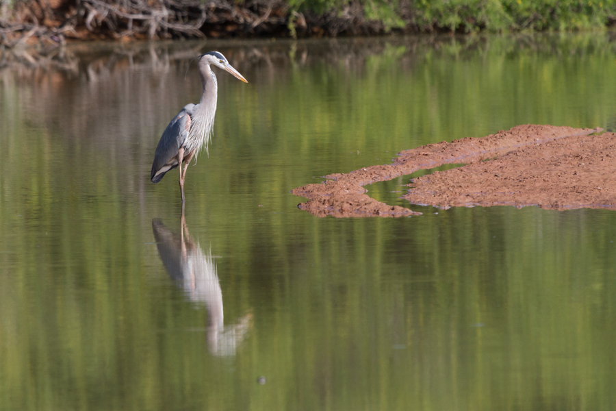 Great Blue Heron