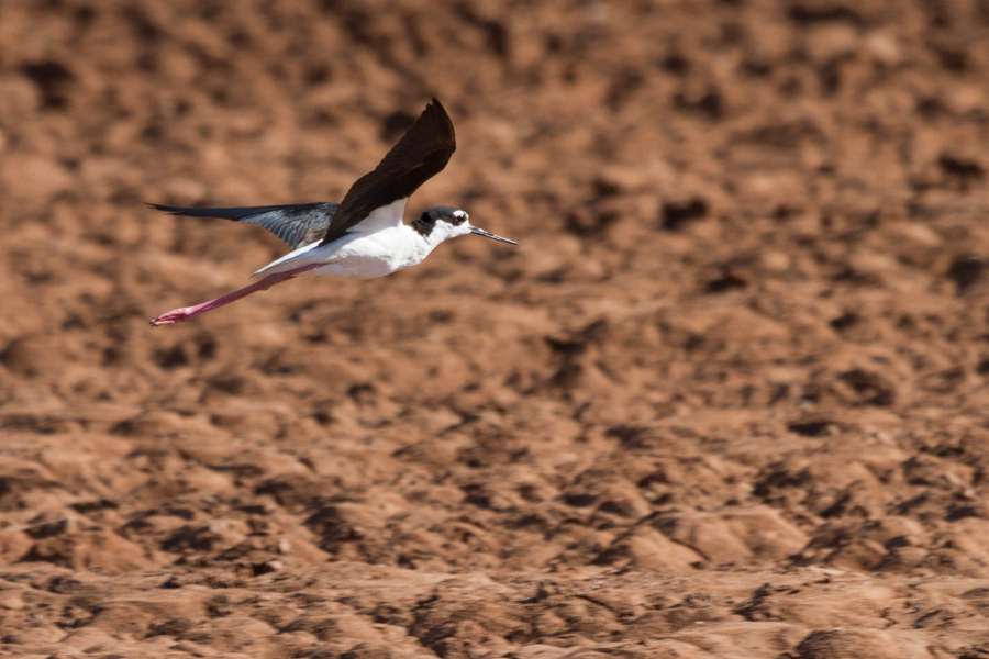 Black-necked Stilt