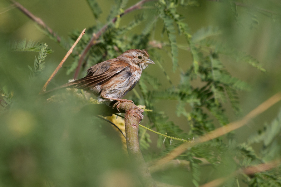 White-crowned Sparrow