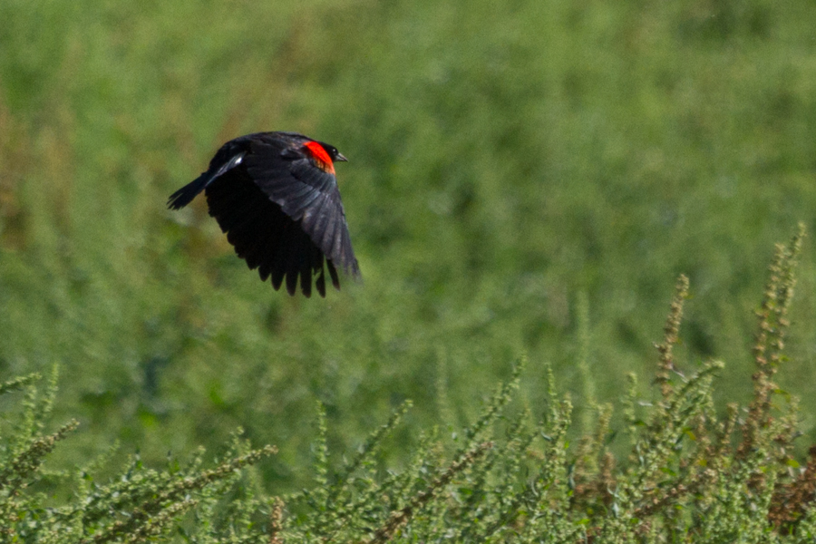 Red-winged Blackbird