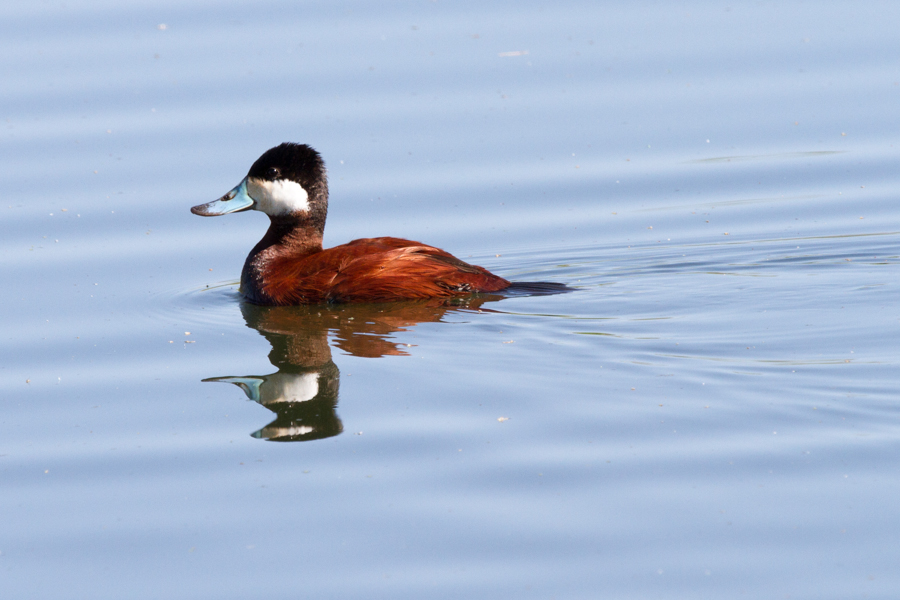 Ruddy Duck