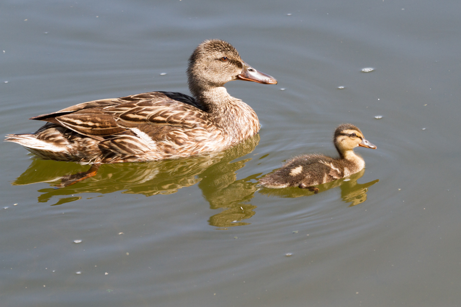 Mallard and Duckling