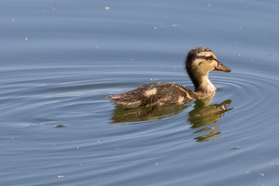 Mallard