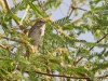 Song Sparrow