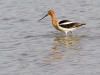 American Avocet