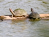 Turtles