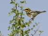 Townsend's Sparrow