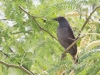 Bronzed Cowbird