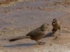 Abert's Towhee