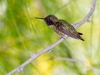 Anna's Hummingbird