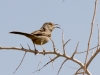 Curve-billed Thrasher