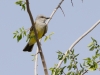 Western Kingbird