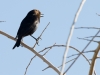 Brown-headed Cowbird