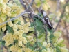 Black-chinned Hummingbird