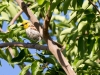 Verdin