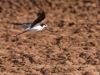 Black-necked Stilt