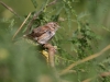 White-crowned Sparrow