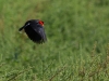 Red-winged Blackbird