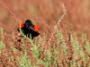 Red-winged Blackbird