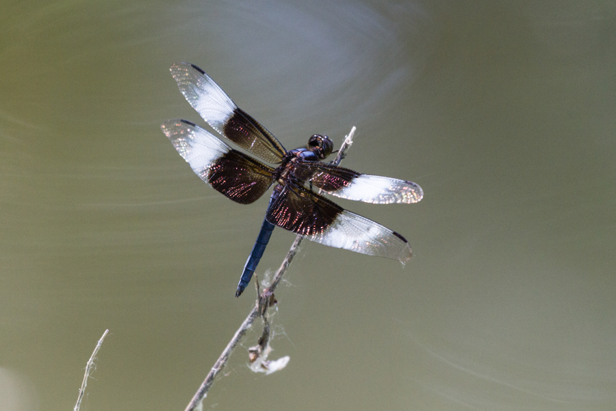 Widow Skimmer Dragonfly