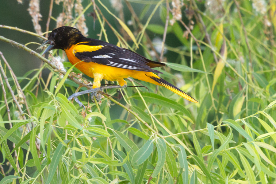 Baltimore Oriole