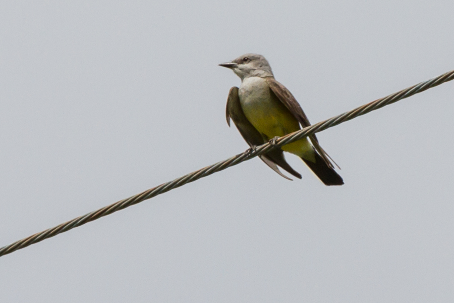 Western Kingbird