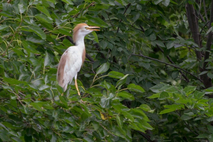 Cattle Egret