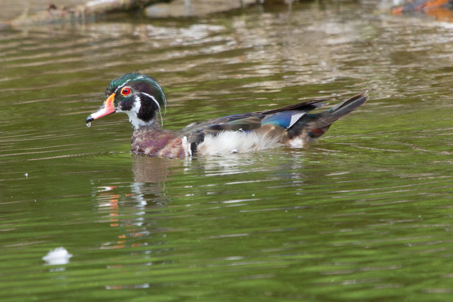 Wood Duck