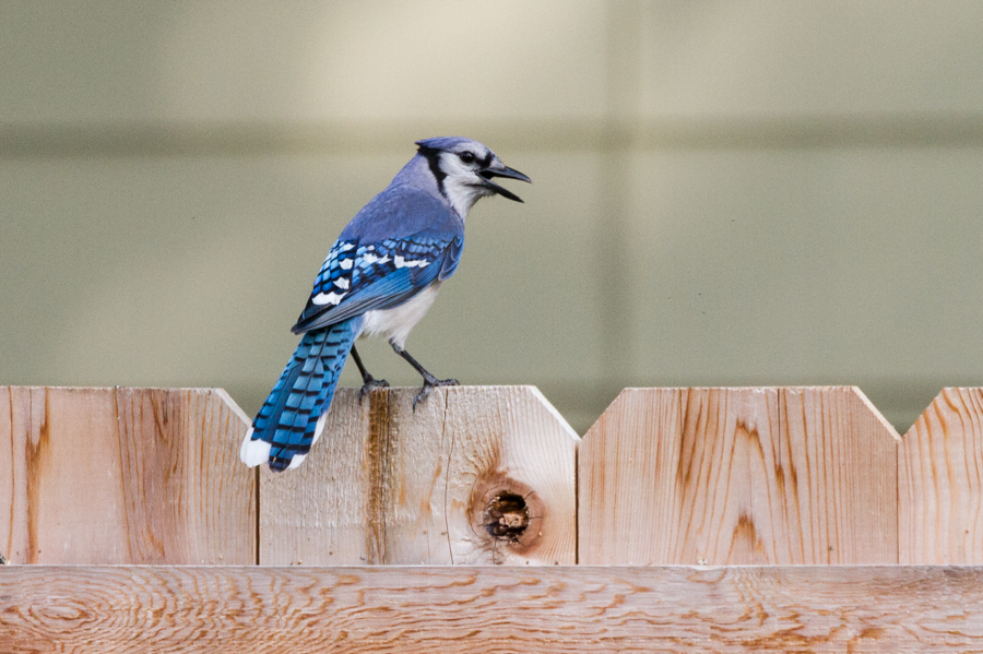 Blue Jay