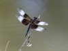 Widow Skimmer Dragonfly