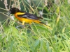 Baltimore Oriole