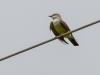 Western Kingbird