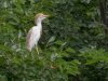 Cattle Egret