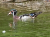 Wood Duck