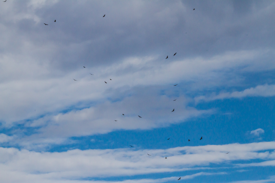 Kettle of Turkey Vultures