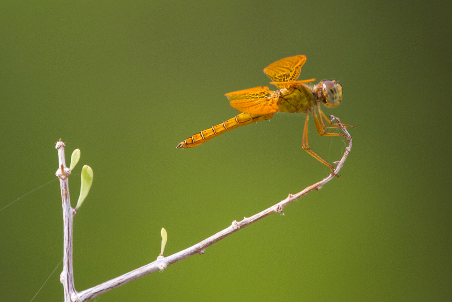 Mexican Amber Dragonfly