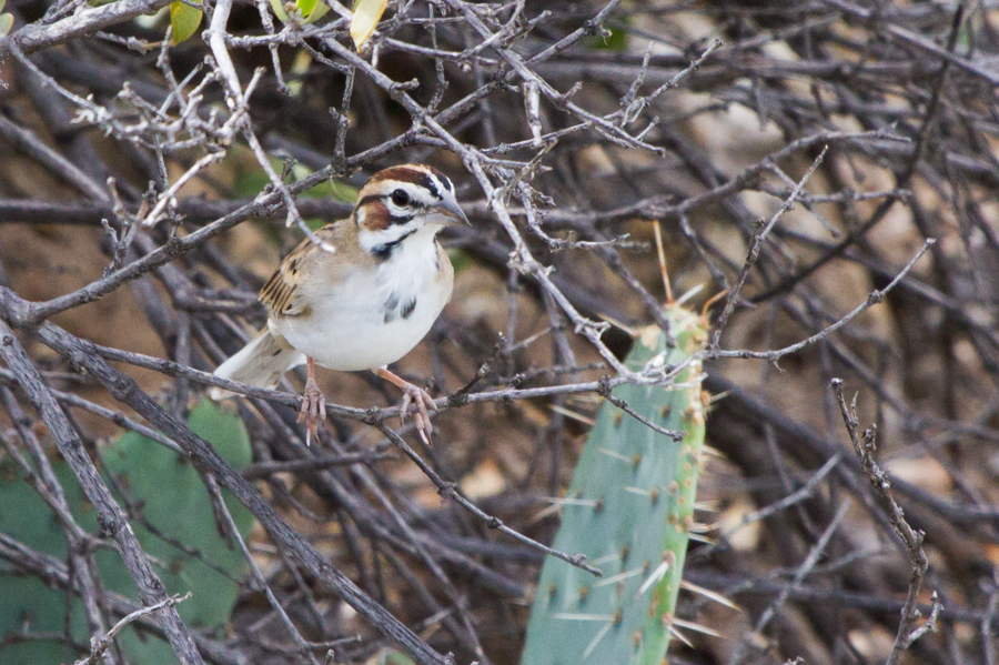 Lark Sparrow